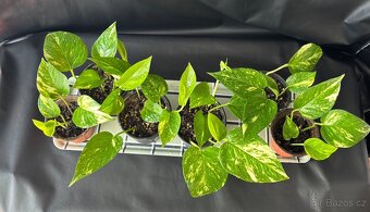 SLEVA⤵️ Zlatý Potos, Šplhavnice zlatá, Epipremnum aureum - 2