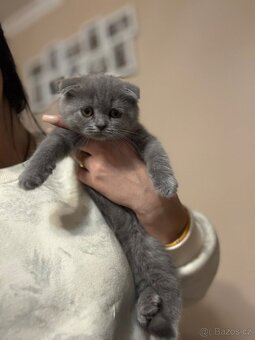 skotská klapouchá koťátka - 2