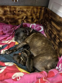 ✨ Francouzský buldoček – krásná štěňátka k rezervaci ✨ - 2