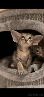 Orientální koťe Marbleficent s PP Pasithea 🌸 - 2