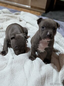 Stafordšírsky bulteriér - 2