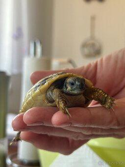 Želva suchozemská - zelenavá, vroubená - 2