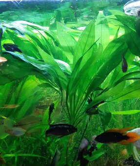 Akvarijní rostlina - 2
