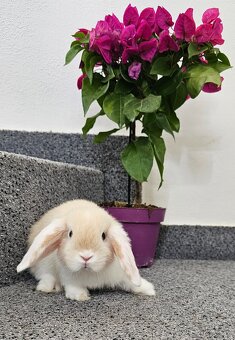 Minilop - ❤️zakrslí beránci❤️ - 2