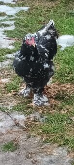 Kuřata brahmanka Mottled - 2