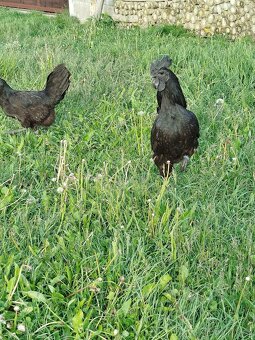 Násadová vejce Ayam Cemani - 2