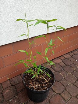 Bambus (PHYLLOSTACHYS NUDA) - 2