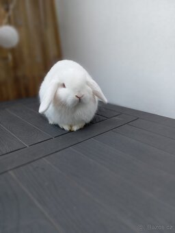 Minilop zakrslý beránek anglického typu - 2