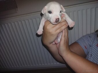 Štěňátko Jack Russell - 2