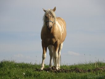 Nabízím připouštění plemeným hřebcem APH - 2