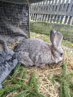 Králíci - samice - 2