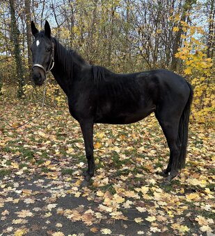 Na jaře 3 letá klisna do sportu i rekreaci - 2