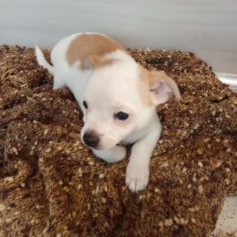 Čivava krátkosrstá - 2