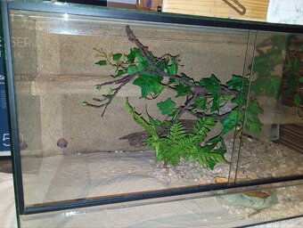 Prodám velké terárium - 2