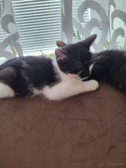 Koťata - 2