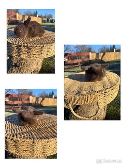 Zakrslý králík - mini lop - 2