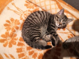 Poslední skotský klapouchý kocourek - 2