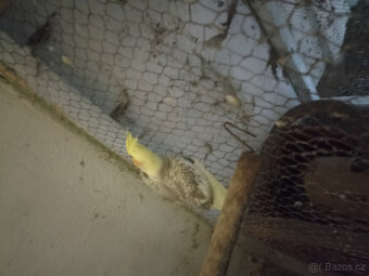 prodám korela,alexandra čínského - 2