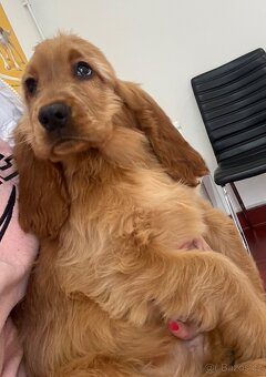 Anglicky kokršpaněl - 2