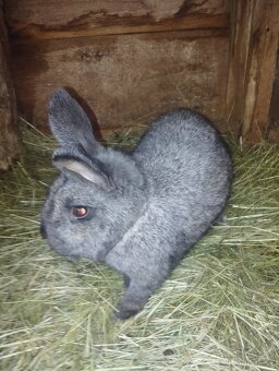 Samec od králíka - 2