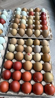 Kuřata na barevná vejce - 2