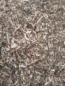 Jasanová štepka - 2