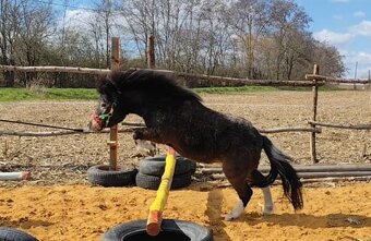 Pony klisna - 2
