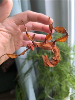 Strašilka australská - 2