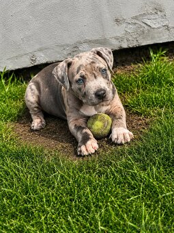 American Bully Xl - 2