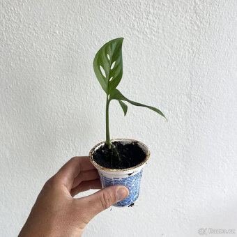 Monstera adansonii - 2