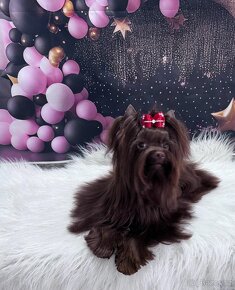 Choco yorkshire teriér s PP ke krytí - 2