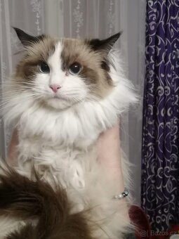 ragdoll,britská,kočky - 2