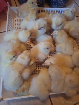 KUŘÁTKA - LEGHORN AMERICKY čistokrevna - 2