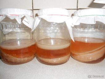 Kombucha - 2