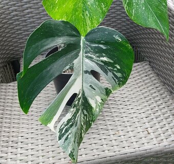 Monstera albo variegata - 2