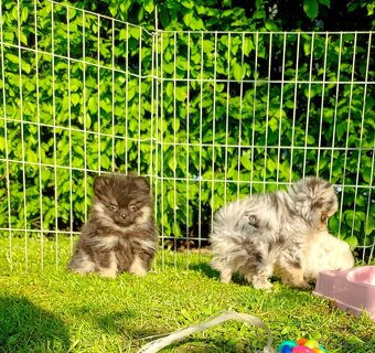 Pomeranian pomerian blu Merle - 2