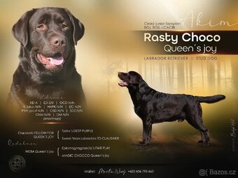 Labradorský retriever s PP černá - 2