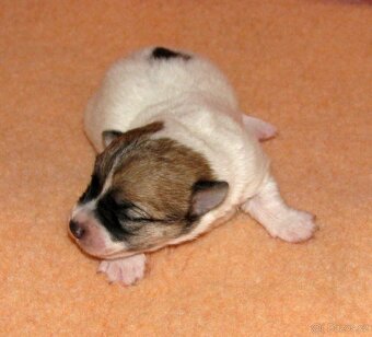 Jack Russell teriér – 4 fenky + 2 pejsci s PP k rezervaci - 2