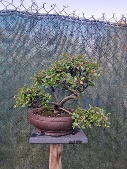 Bonsai Skalník - 2
