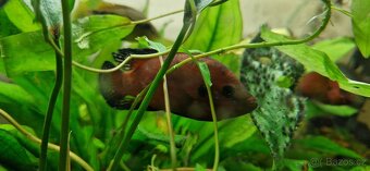 Hemichromis exsul - 2