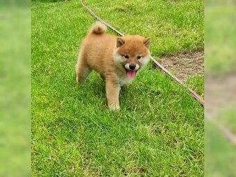 Shiba Inu s PP - Štěně - 2