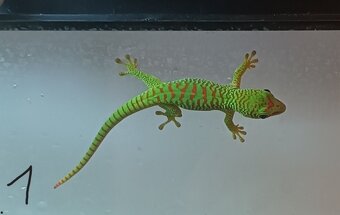 felsuma madagaskarská (Phelsuma madagascariensis) - 2
