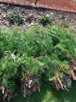 Ořezy thuja - tůje ZDARMA - 2