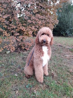 Pudl velký ( královský) štěňata bez pp - 2