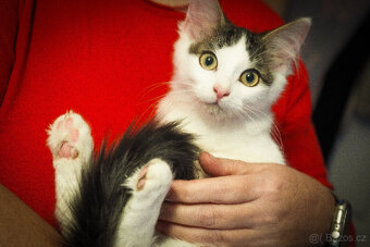 Nabízím kocourka - mourovato-bílého - 2