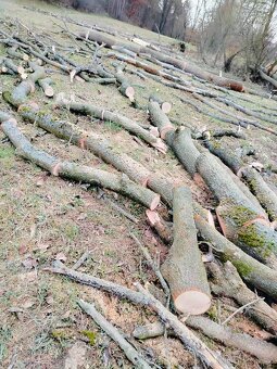 Palivové dřevo - 2