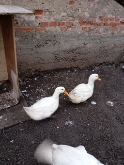 Prodám kachny - 2
