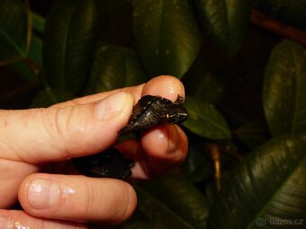 Klapavka obecná (Sternotherus odoratus) - 2