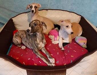 Vipet/Whippet/ - štěňátka s PP - 2