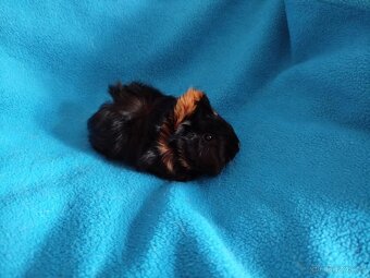 Malé morčátko vhodné na domácího mazlíčka - 2